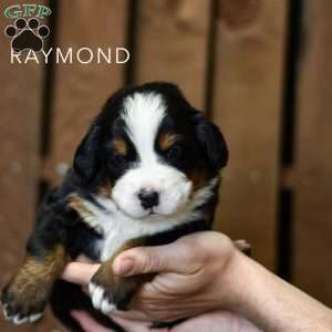 Raymond, Bernese Mountain Dog Puppy